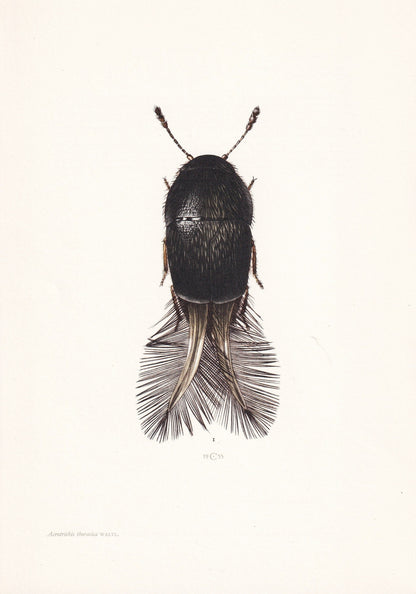 1960 FEATHER-WINGED BEETLE Print - Vintage Insect Print - Insect Wall Art - Vintage Entomology Print - 7.5 x 10.6 Inches