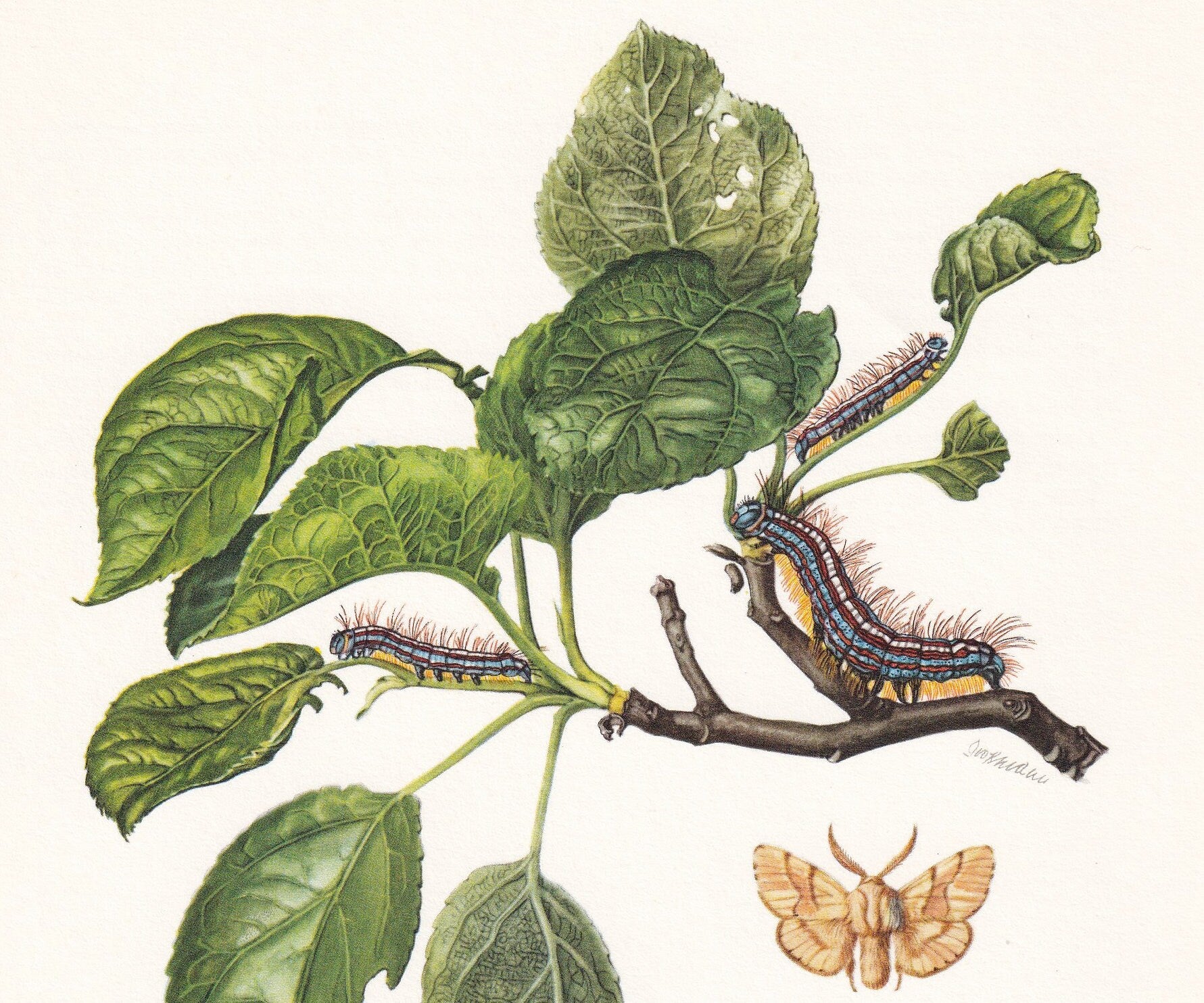 1960 SNOUT MOTH Print - Vintage Insect Print - Insect Wall Art - Vintage Entomology Print - 7.5 x 10.6 Inches