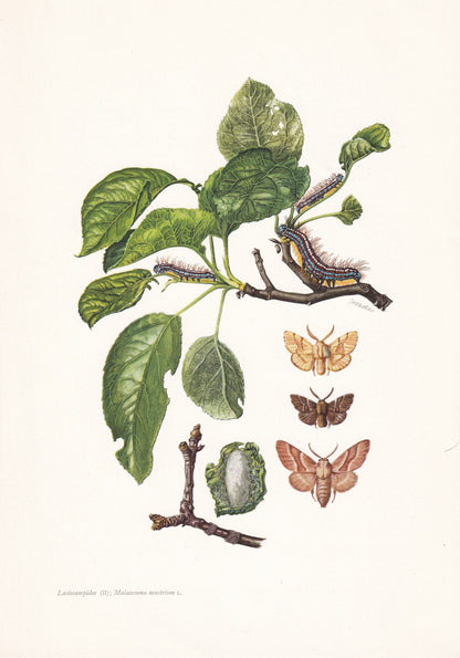 1960 SNOUT MOTH Print - Vintage Insect Print - Insect Wall Art - Vintage Entomology Print - 7.5 x 10.6 Inches