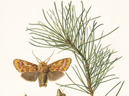 1960 PINE BEAUTY MOTH Print - Vintage Insect Print - Insect Wall Art - Vintage Entomology Print - 7.5 x 10.6 Inches