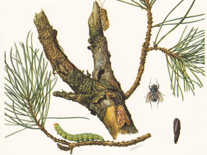 1960 PINE BEAUTY MOTH Print - Vintage Insect Print - Insect Wall Art - Vintage Entomology Print - 7.5 x 10.6 Inches