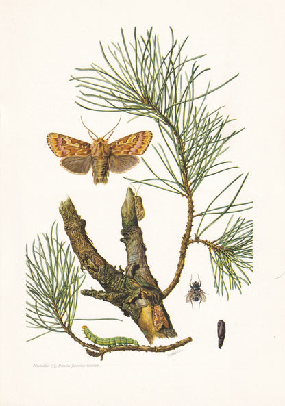 1960 PINE BEAUTY MOTH Print - Vintage Insect Print - Insect Wall Art - Vintage Entomology Print - 7.5 x 10.6 Inches