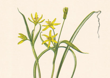 1960 Yellow Star-of-Bethlehem Print - Botanical Print - Flower Illustration - Flower Wall Art - Vintage Plant Print - 7.5 x 1