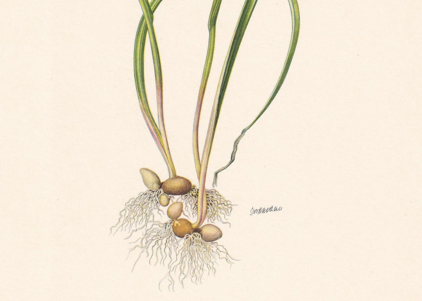 1960 Yellow Star-of-Bethlehem Print - Botanical Print - Flower Illustration - Flower Wall Art - Vintage Plant Print - 7.5 x 1