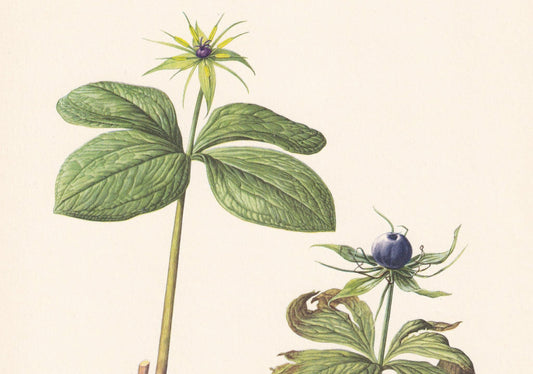 1960 HERB-PARIS PLANT Print - Botanical Print - Flower Print - Flower Wall Art - Vintage Plant Print - 7.5 x 10.6 Inches