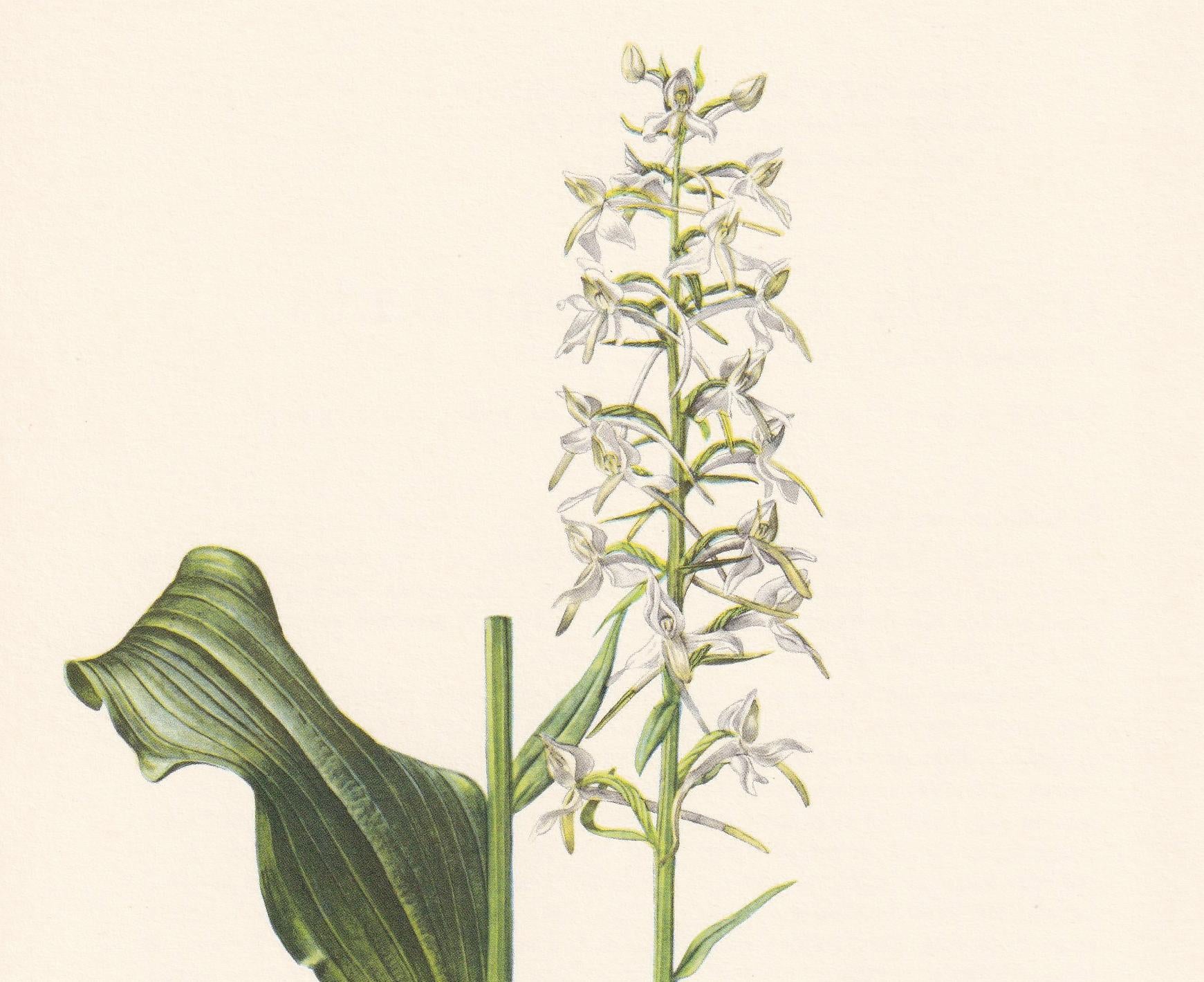 1960 BUTTERFLY ORCHID Print - Botanical Print - Flower Illustration - Flower Wall Art - Vintage Flower & Plant Print - 7.5 x 10.6 Inches