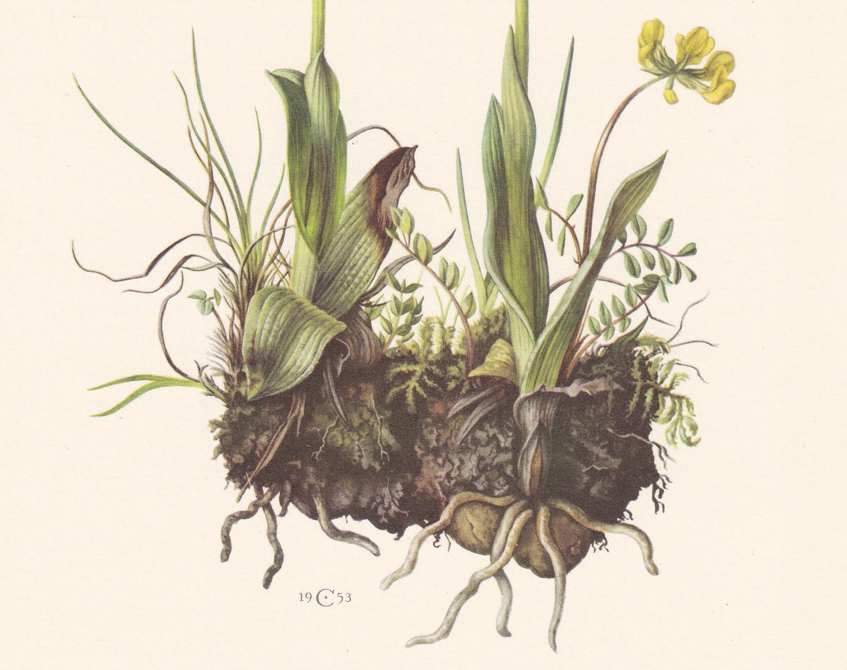 1960 LATE SPIDER-ORCHID Print - Botanical Print - Flower Illustration - Flower Wall Art - Vintage Flower & Plant Print - 7.5 