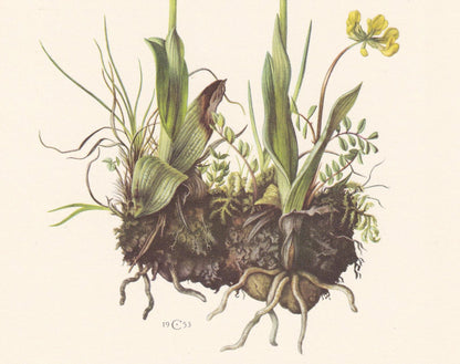 1960 LATE SPIDER-ORCHID Print - Botanical Print - Flower Illustration - Flower Wall Art - Vintage Flower & Plant Print - 7.5 