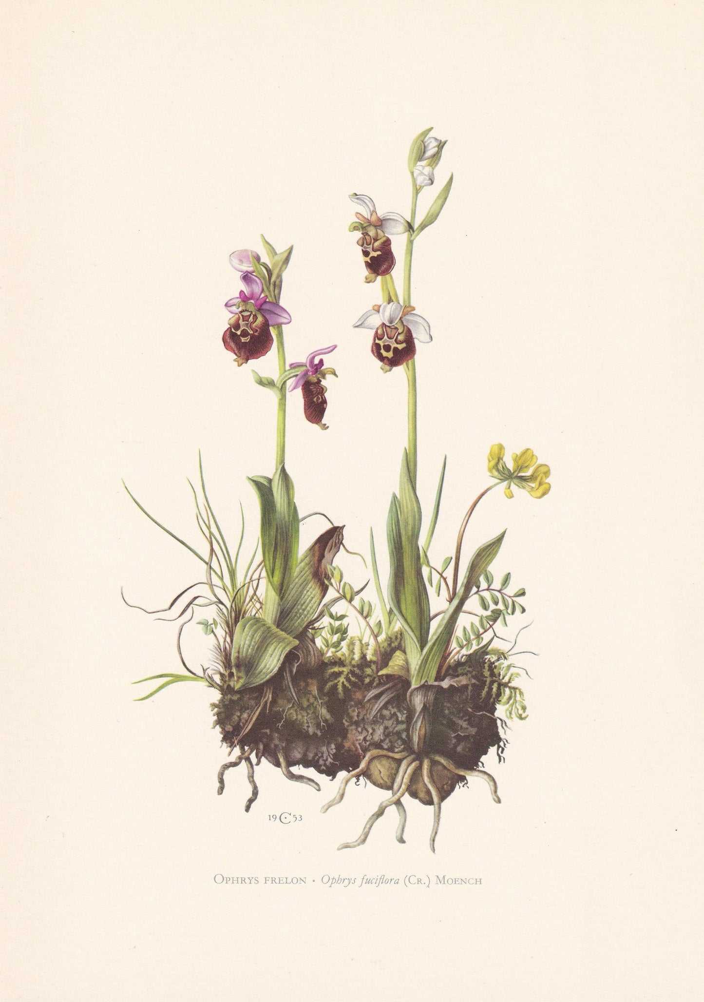 1960 LATE SPIDER-ORCHID Print - Botanical Print - Flower Illustration - Flower Wall Art - Vintage Flower & Plant Print - 7.5 