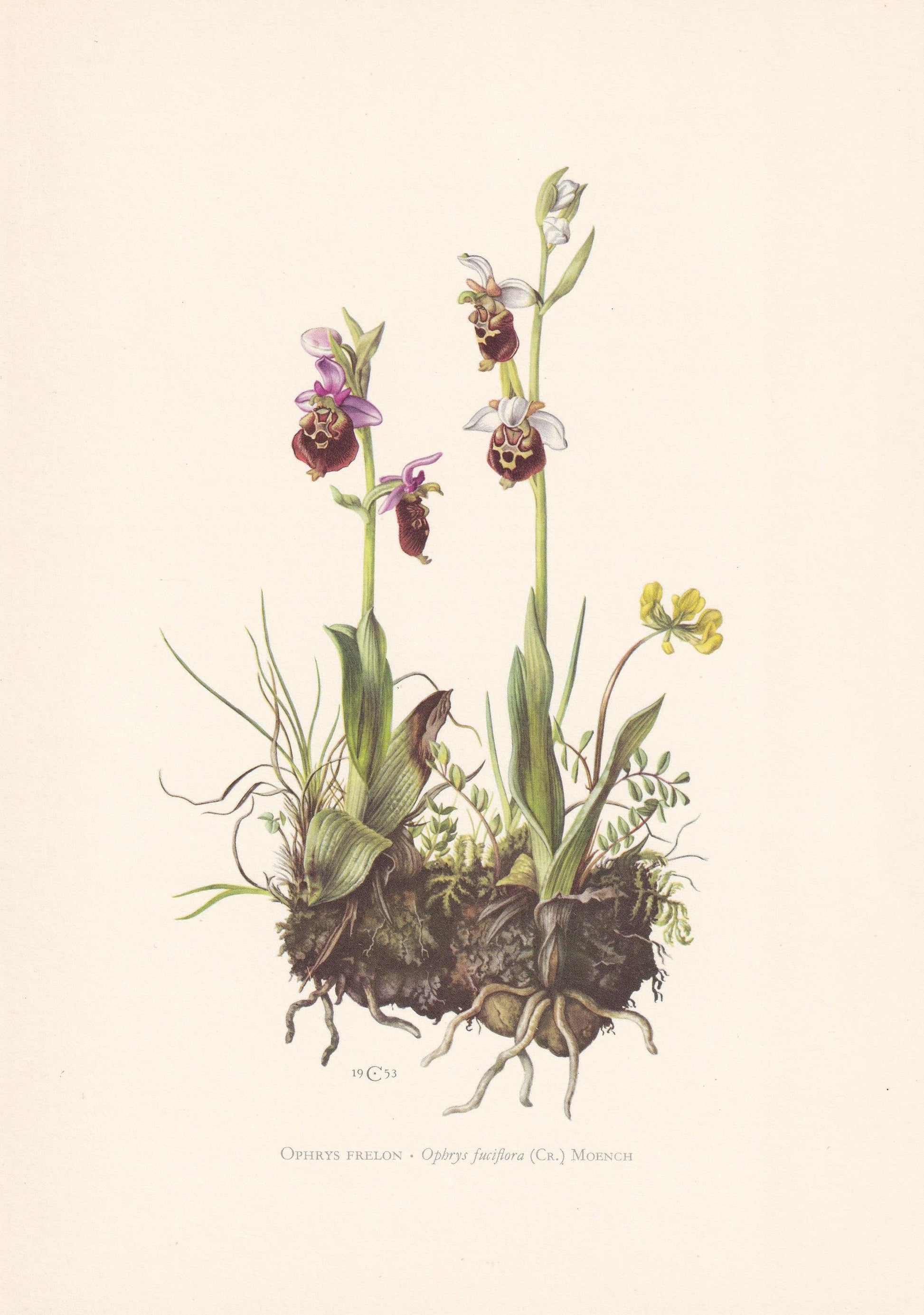 1960 LATE SPIDER-ORCHID Print - Botanical Print - Flower Illustration - Flower Wall Art - Vintage Flower & Plant Print - 7.5 