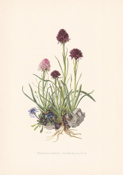 1960 BLACK VANILLA ORCHID Print - Botanical Print - Flower Illustration - Flower & Plant Wall Art - Vintage Plant Print - 7.5