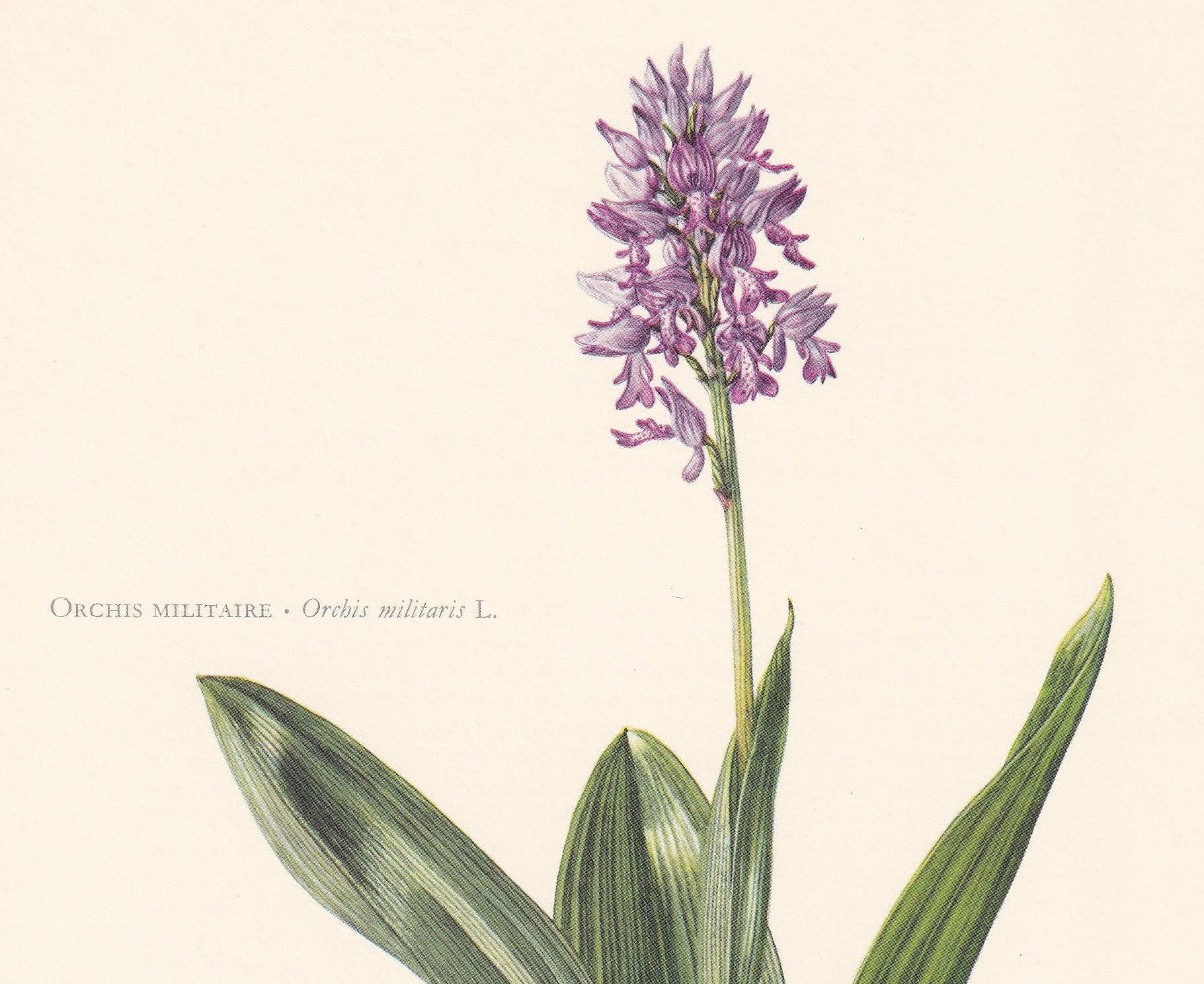 1960 MILITARY ORCHID Print - Botanical Print - Flower Illustration - Flower Wall Art - Vintage Flower & Plant Print - 7.5 x 1
