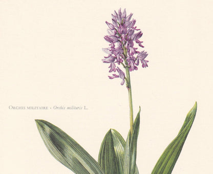 1960 MILITARY ORCHID Print - Botanical Print - Flower Illustration - Flower Wall Art - Vintage Flower & Plant Print - 7.5 x 1