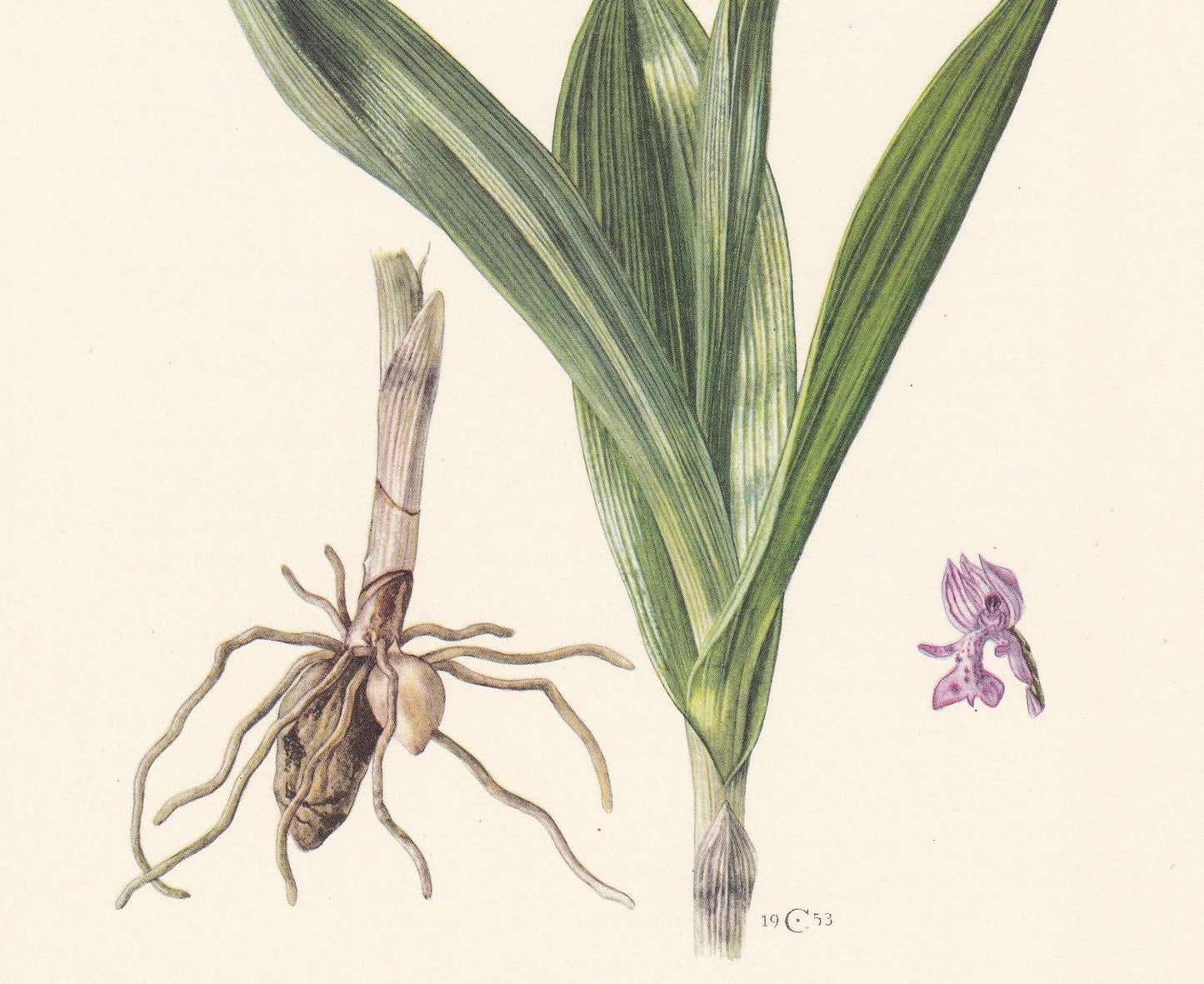 1960 MILITARY ORCHID Print - Botanical Print - Flower Illustration - Flower Wall Art - Vintage Flower & Plant Print - 7.5 x 1