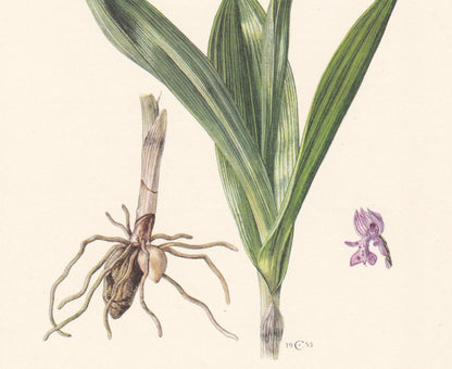 1960 MILITARY ORCHID Print - Botanical Print - Flower Illustration - Flower Wall Art - Vintage Flower & Plant Print - 7.5 x 1