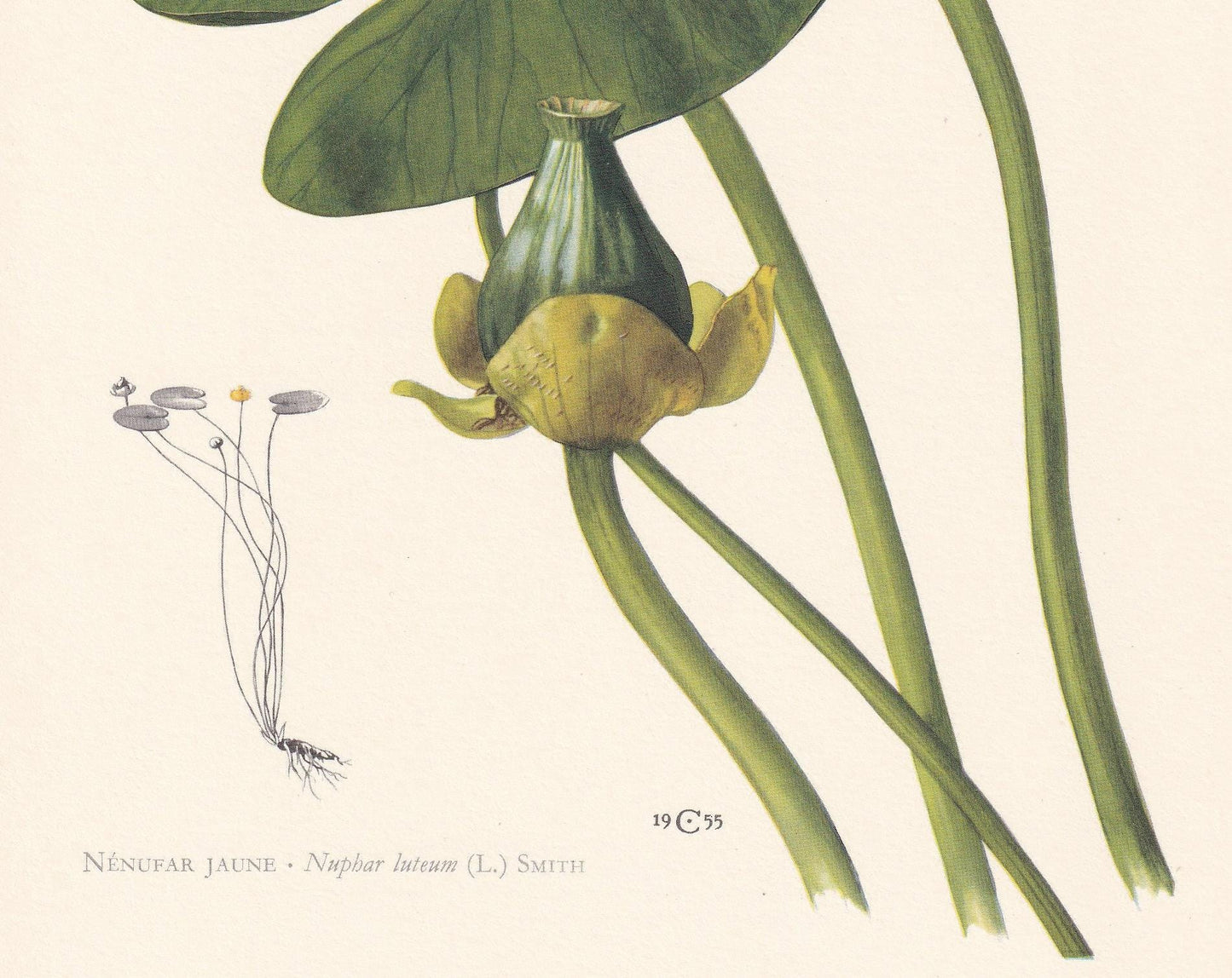 1960 YELLOW WATER-LILY Print - Botanical Print - Flower Illustration - Flower Wall Art - Vintage Plant Print - 7.5 x 10.6 Inc