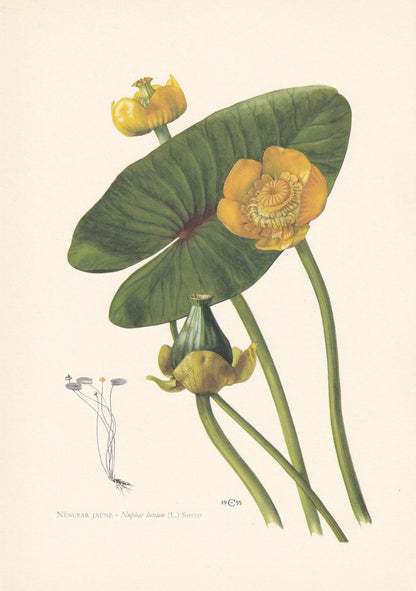 1960 YELLOW WATER-LILY Print - Botanical Print - Flower Illustration - Flower Wall Art - Vintage Plant Print - 7.5 x 10.6 Inc