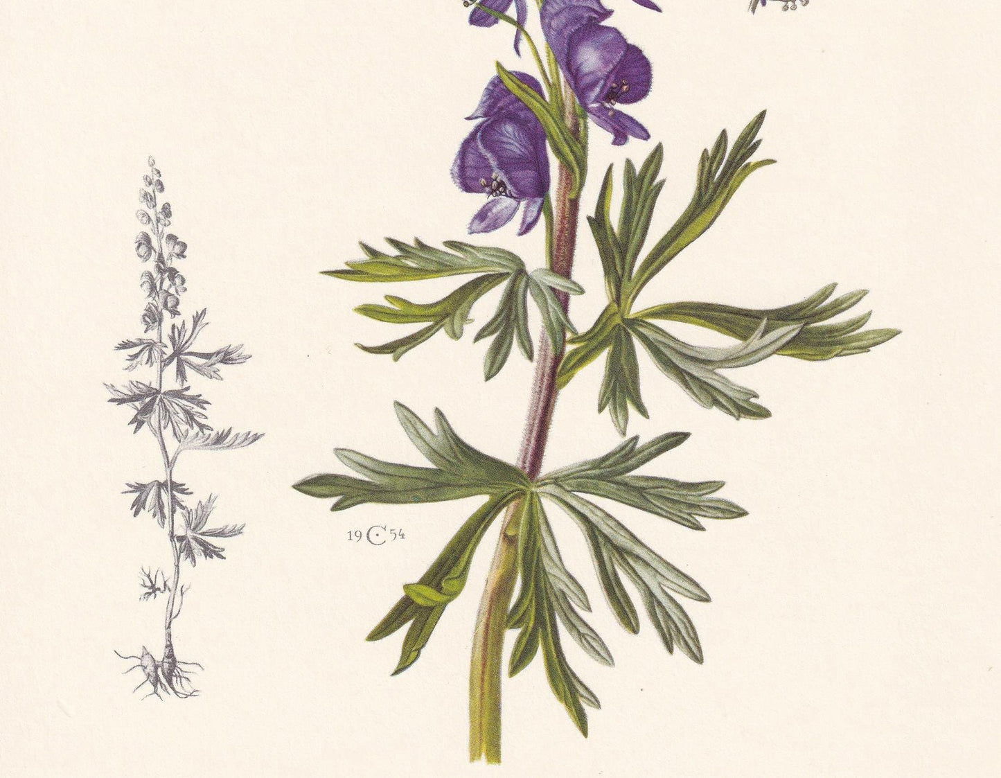 1960 ACONITE Print - Botanical Print - Flower Illustration - Flower Wall Art - Vintage Plant Print - 7.5 x 10.6 Inches