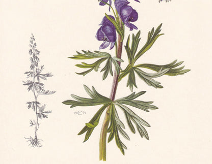 1960 ACONITE Print - Botanical Print - Flower Illustration - Flower Wall Art - Vintage Plant Print - 7.5 x 10.6 Inches