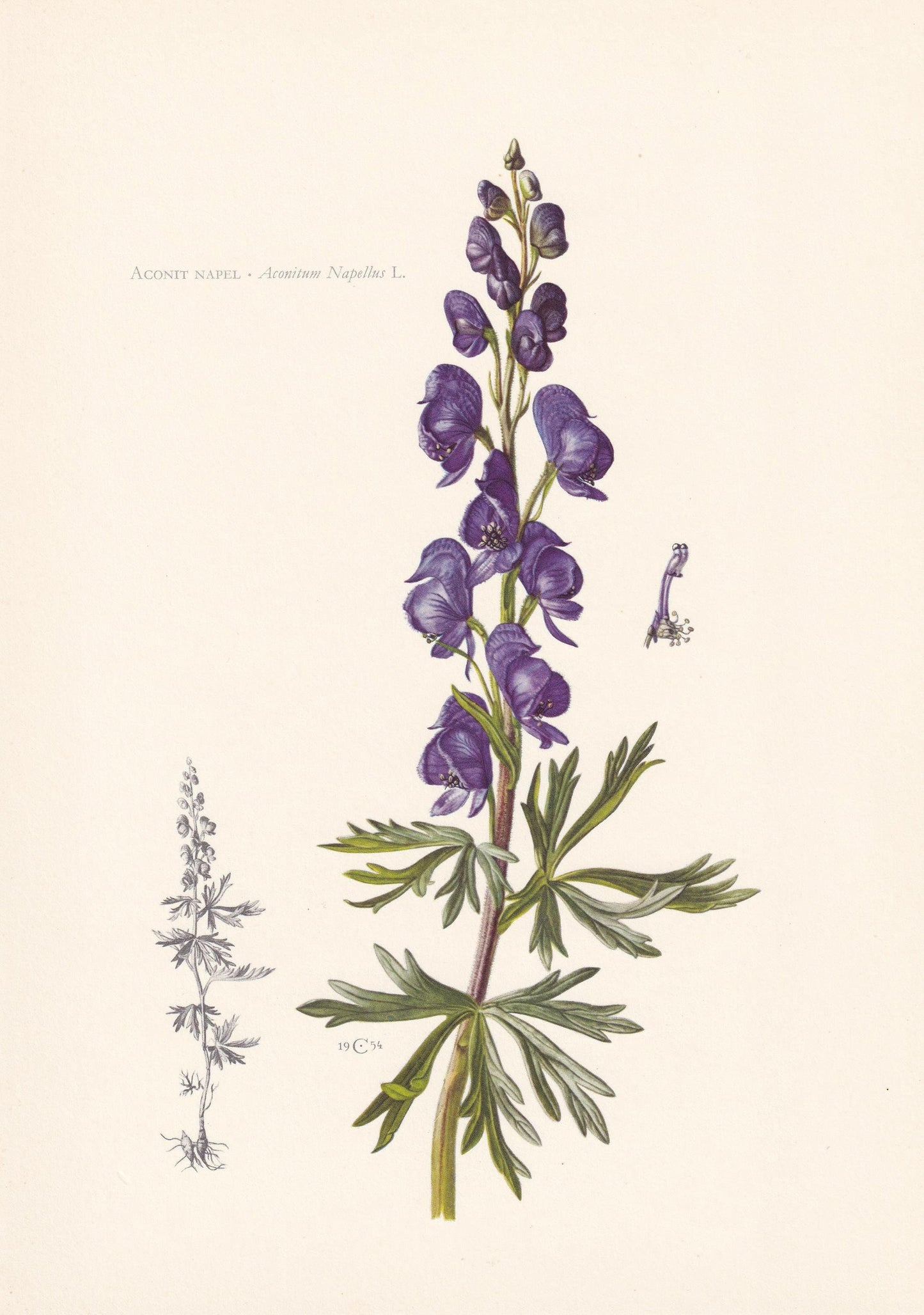 1960 ACONITE Print - Botanical Print - Flower Illustration - Flower Wall Art - Vintage Plant Print - 7.5 x 10.6 Inches