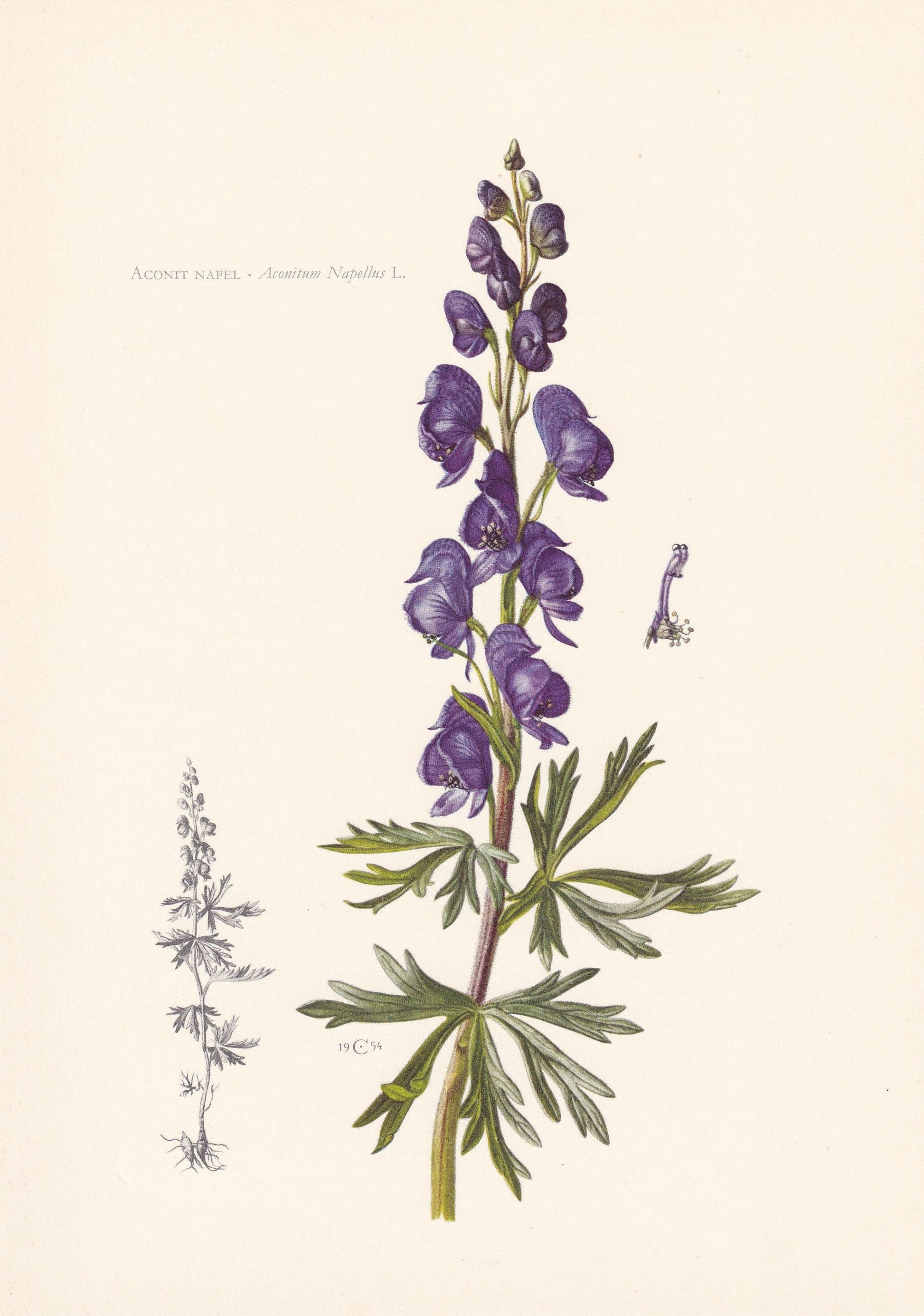 1960 ACONITE Print - Botanical Print - Flower Illustration - Flower Wall Art - Vintage Plant Print - 7.5 x 10.6 Inches