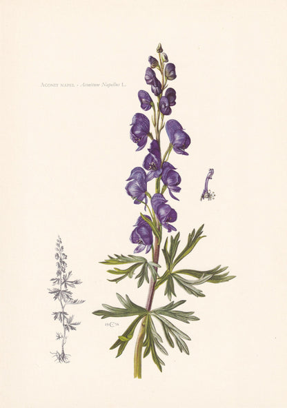 1960 ACONITE Print - Botanical Print - Flower Illustration - Flower Wall Art - Vintage Plant Print - 7.5 x 10.6 Inches