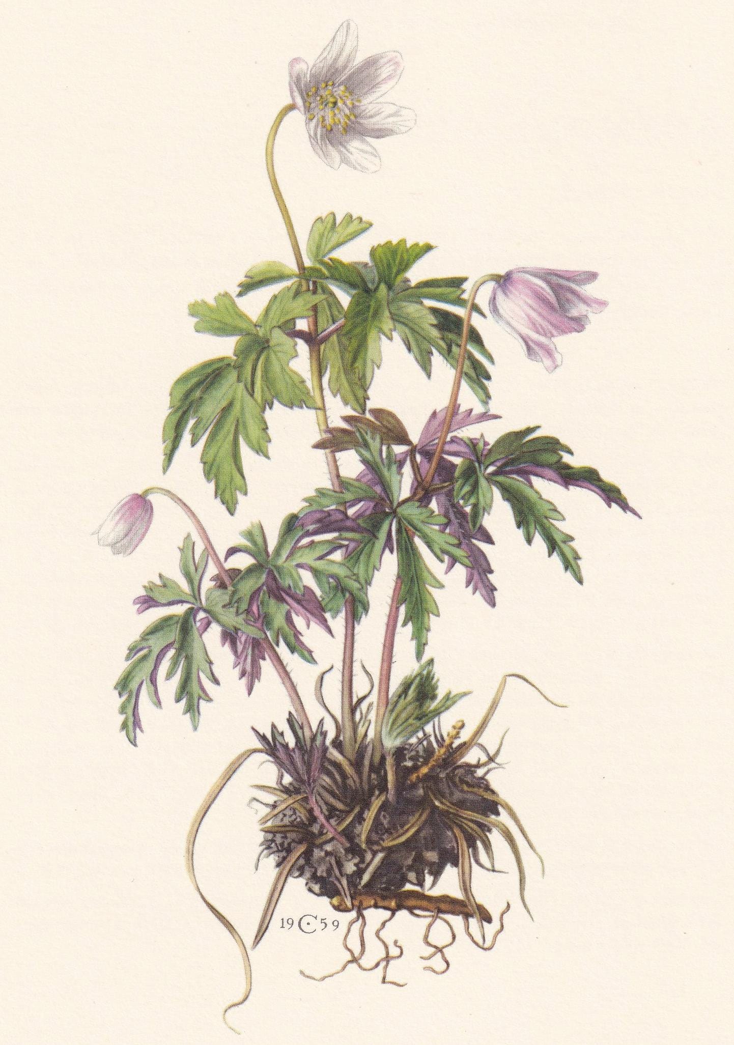 1960 WOOD ANEMONE Print - Botanical Print - Flower Print - Flower Wall Art - Vintage Plant Print - 7.5 x 10.6 Inches