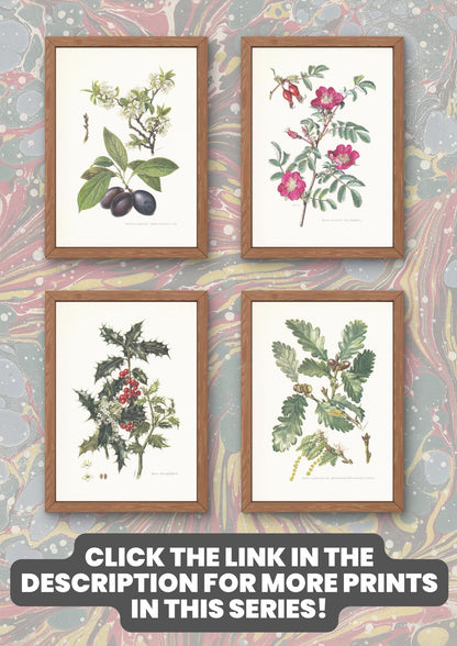 1960 WOOD ANEMONE Print - Botanical Print - Flower Print - Flower Wall Art - Vintage Plant Print - 7.5 x 10.6 Inches