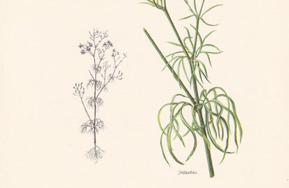 1960 LARKSPUR Print - Botanical Print - Flower Illustration - Flower Wall Art - Vintage Plant Print - 7.5 x 10.6 Inches
