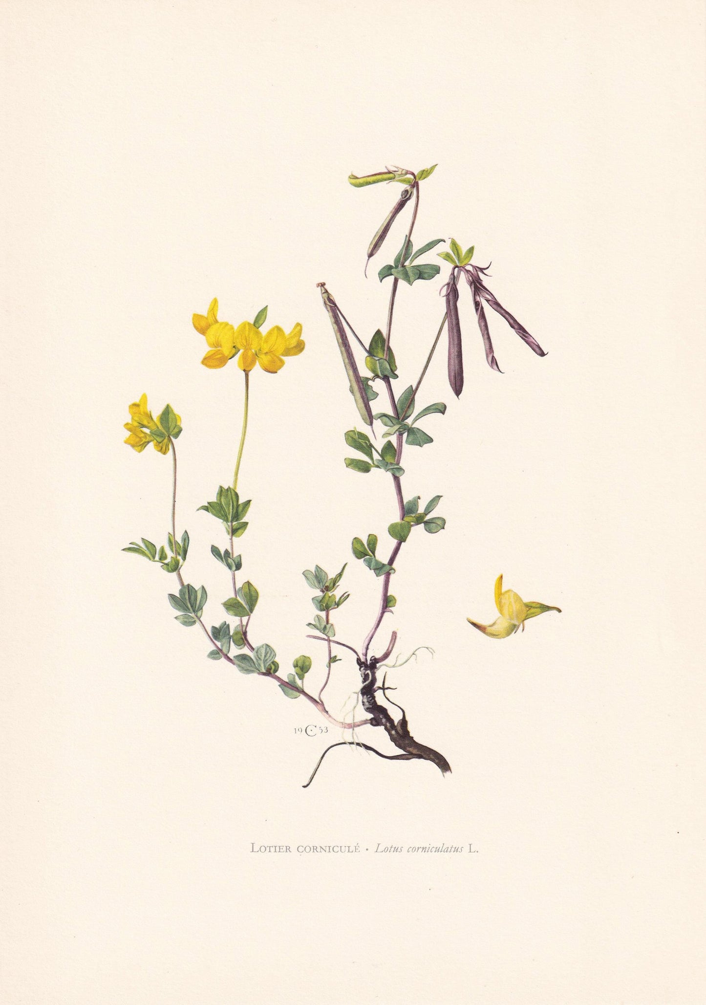 1960 BIRD'S-FOOT TREFOIL Print - Botanical Print - Flower Illustration - Flower Wall Art - Vintage Plant Print - 7.5 x 10.6 I