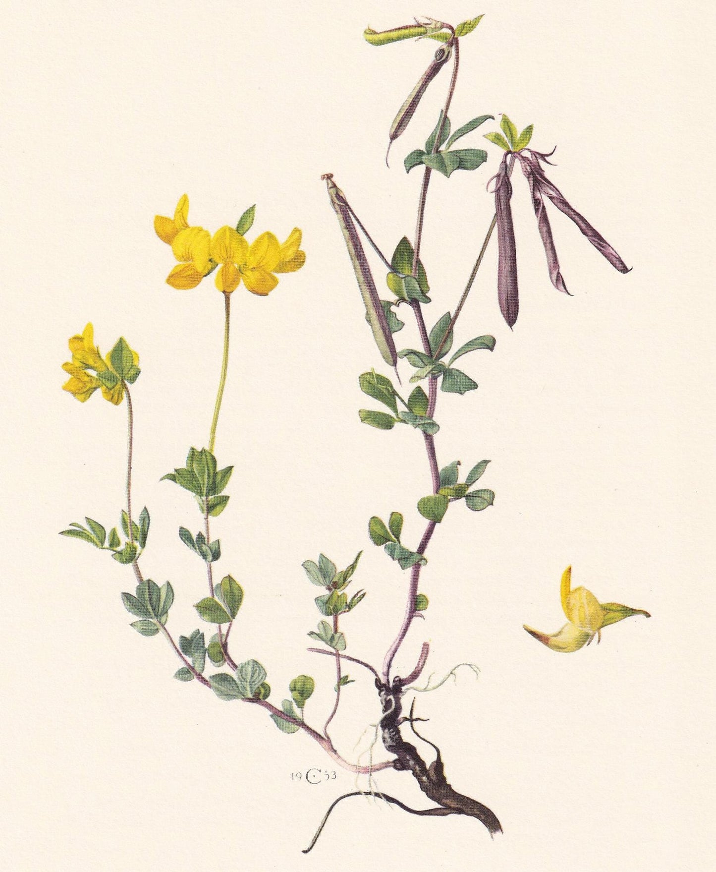 1960 BIRD'S-FOOT TREFOIL Print - Botanical Print - Flower Illustration - Flower Wall Art - Vintage Plant Print - 7.5 x 10.6 I