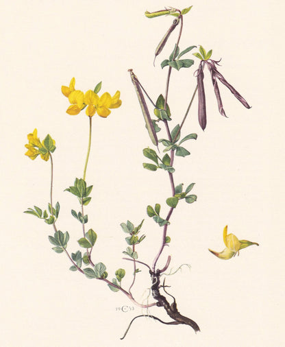 1960 BIRD'S-FOOT TREFOIL Print - Botanical Print - Flower Illustration - Flower Wall Art - Vintage Plant Print - 7.5 x 10.6 I