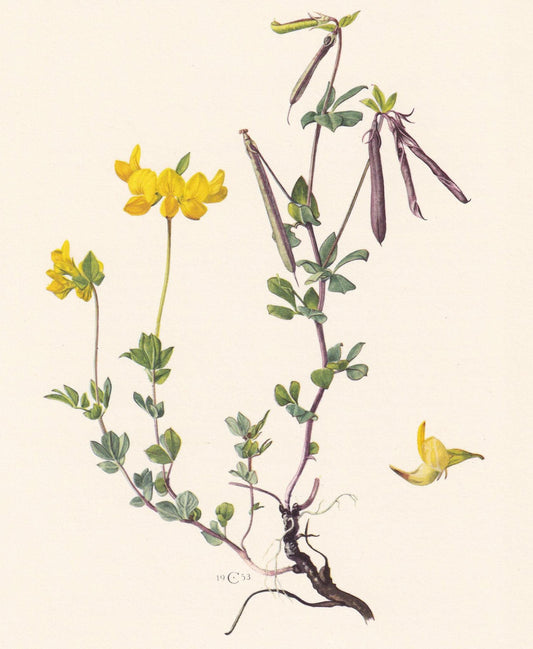 1960 BIRD'S-FOOT TREFOIL Print - Botanical Print - Flower Illustration - Flower Wall Art - Vintage Plant Print - 7.5 x 10.6 I