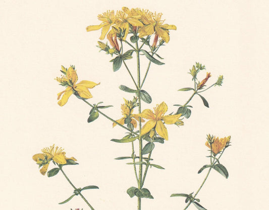1960 St JOHN'S WORT Print - Botanical Print - Flower Illustration - Flower Wall Art - Vintage Plant Print - 7.5 x 10.6 Inches