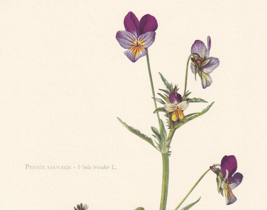 1960 WILD PANSY Print - Botanical Print - Flower Illustration - Flower Wall Art - Vintage Plant Print - 7.5 x 10.6 Inches