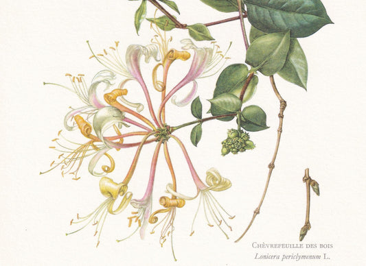 1960 COMMON HONEYSUCKLE Print - Botanical Print - Botanical Illustration - Plant Wall Art - Vintage Plant Print - 7.5 x 10.6 