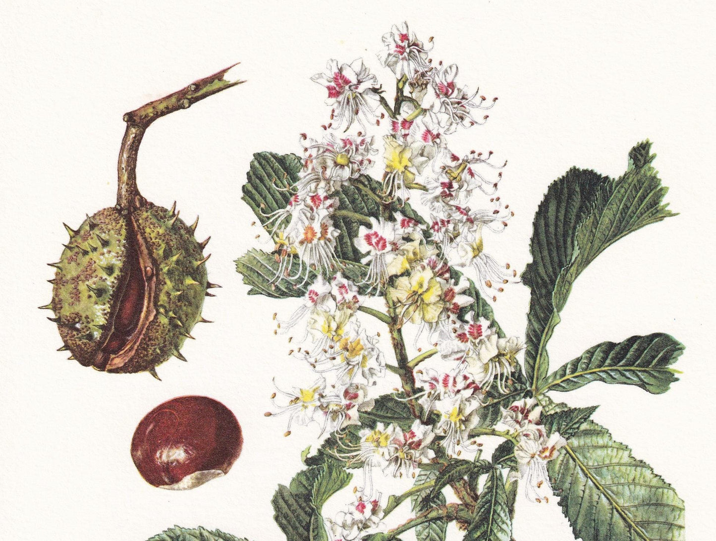 1960 HORSE CHESTNUT Tree Print - Botanical Print - Botanical Illustration - Tree Wall Art - Vintage Tree Print - 7.5 x 10.6 I