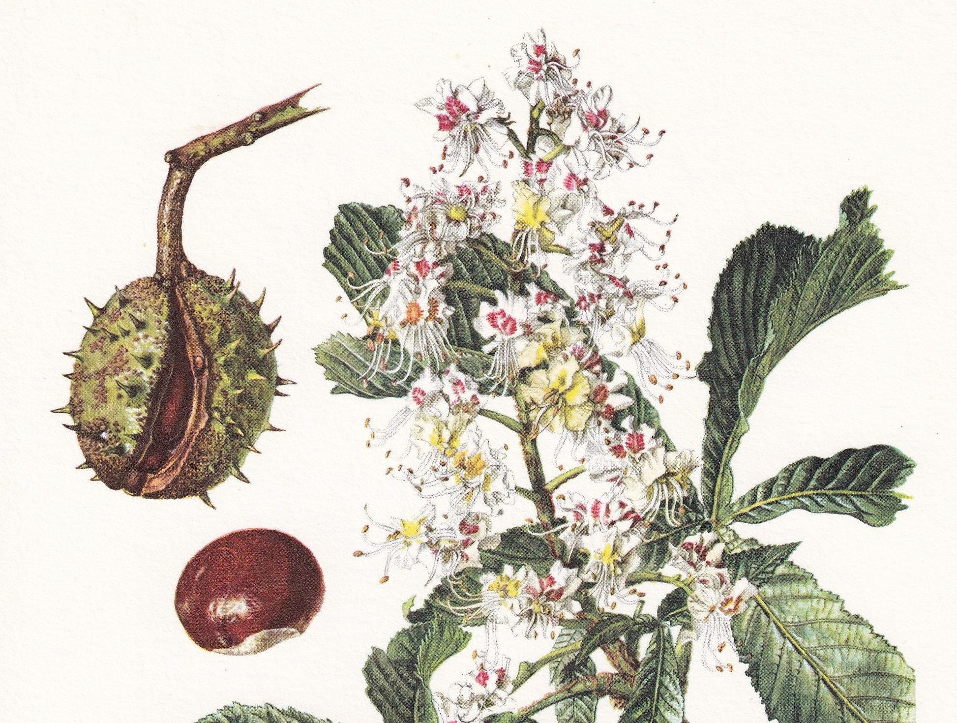 1960 HORSE CHESTNUT Tree Print - Botanical Print - Botanical Illustration - Tree Wall Art - Vintage Tree Print - 7.5 x 10.6 I