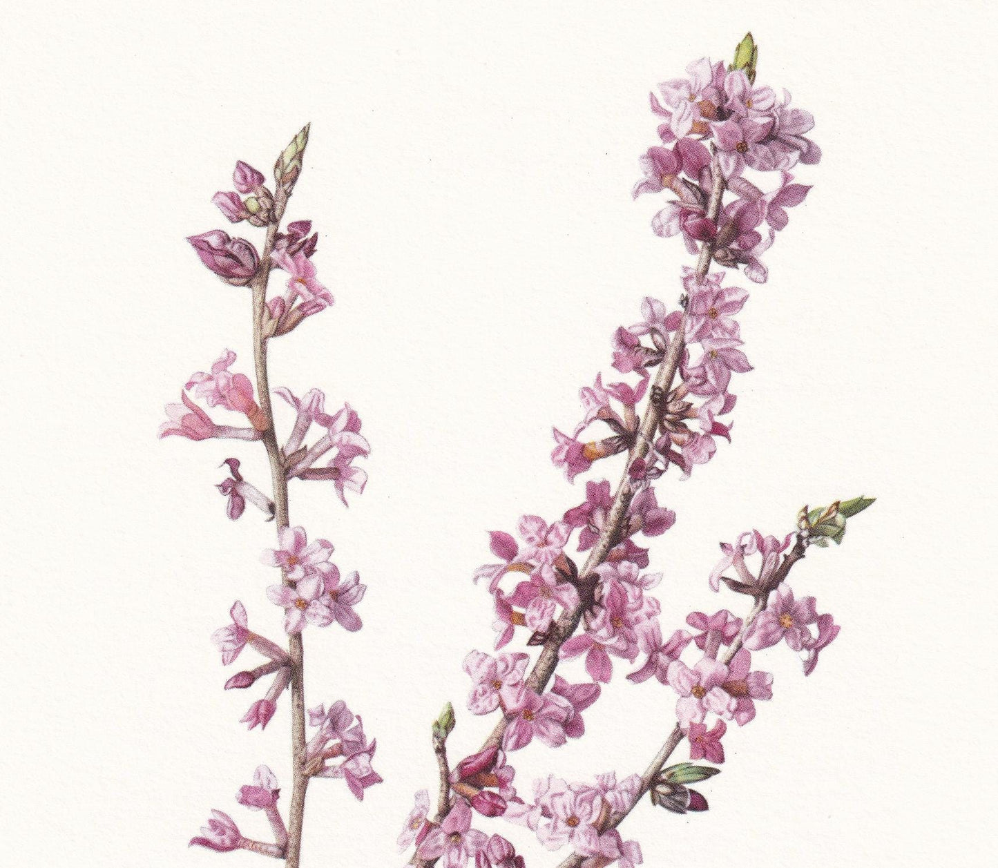 1960 MEZEREUM Print - Botanical Print - Botanical Illustration - Plant Wall Art - Vintage Plant Print - 7.5 x 10.6 Inches