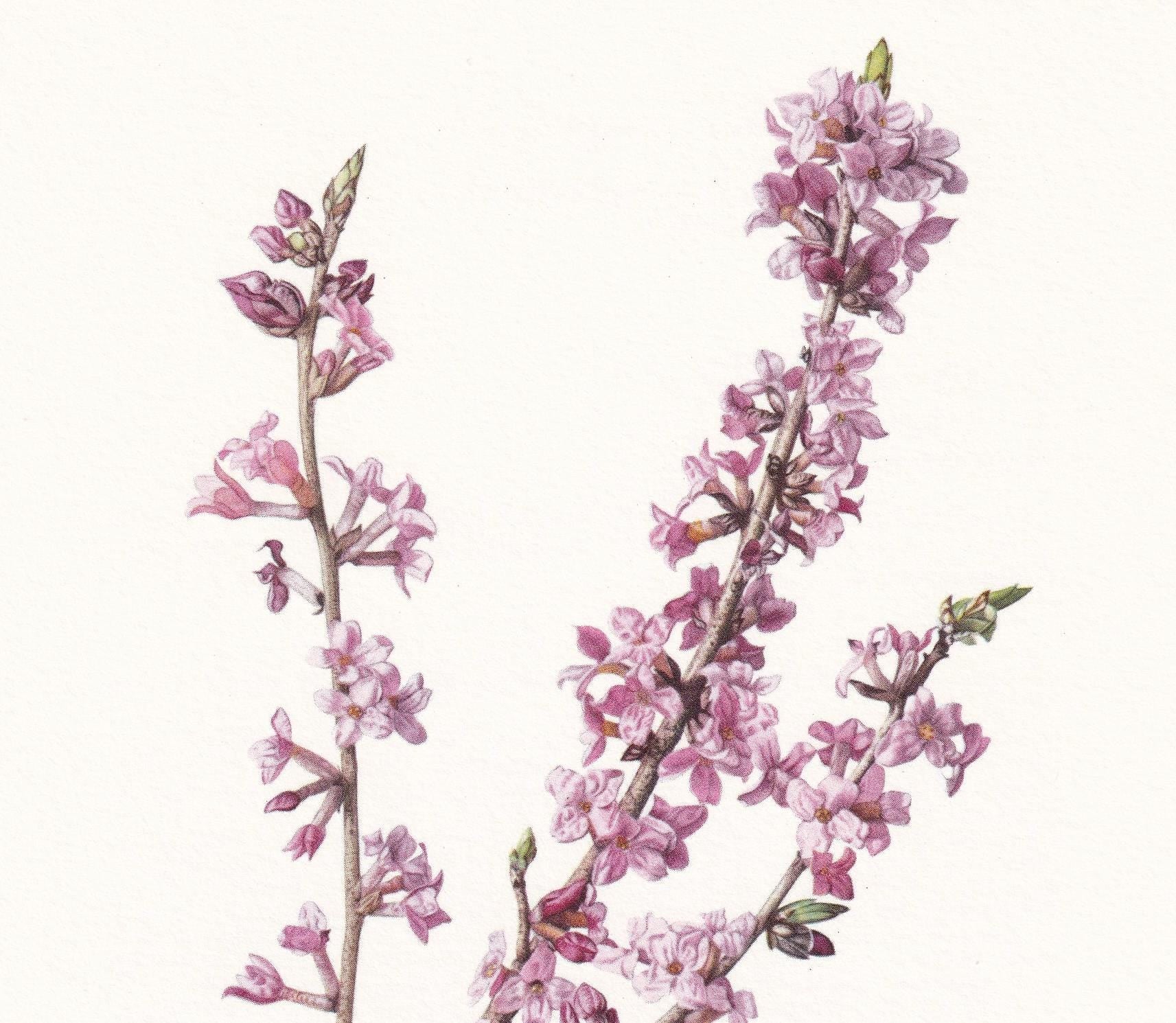 1960 MEZEREUM Print - Botanical Print - Botanical Illustration - Plant Wall Art - Vintage Plant Print - 7.5 x 10.6 Inches