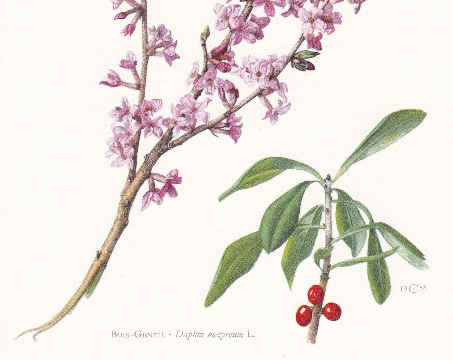 1960 MEZEREUM Print - Botanical Print - Botanical Illustration - Plant Wall Art - Vintage Plant Print - 7.5 x 10.6 Inches