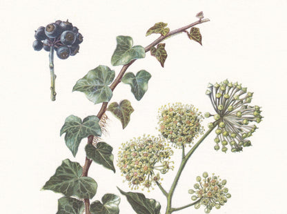 1960 COMMON IVY Print - Botanical Print - Botanical Illustration - Plant Wall Art - Vintage Plant Print - 7.5 x 10.6 Inches