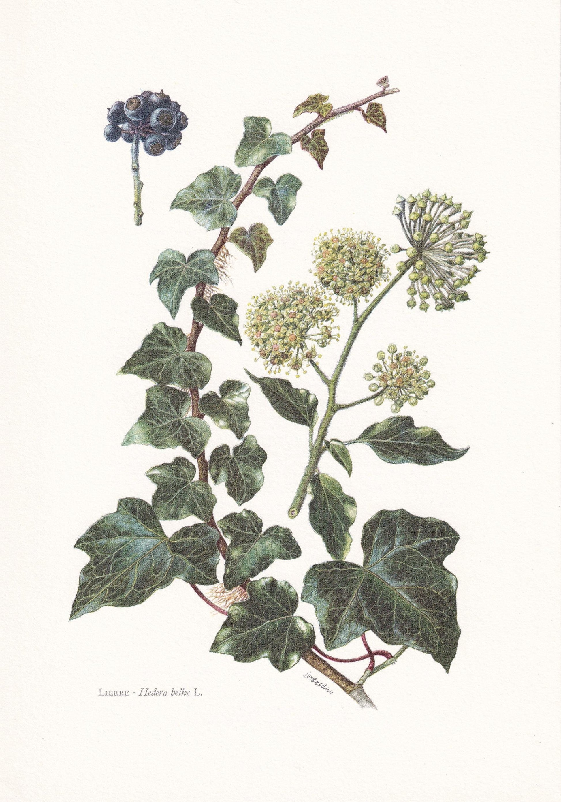 1960 COMMON IVY Print - Botanical Print - Botanical Illustration - Plant Wall Art - Vintage Plant Print - 7.5 x 10.6 Inches