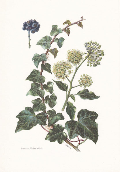 1960 COMMON IVY Print - Botanical Print - Botanical Illustration - Plant Wall Art - Vintage Plant Print - 7.5 x 10.6 Inches
