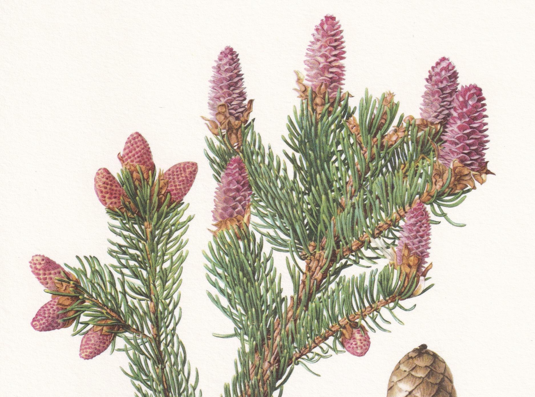 1960 NORWAY SPRUCE Print - Botanical Print - Tree Illustration - Tree Wall Art - Vintage Tree Print - 7.5 x 10.6 Inches