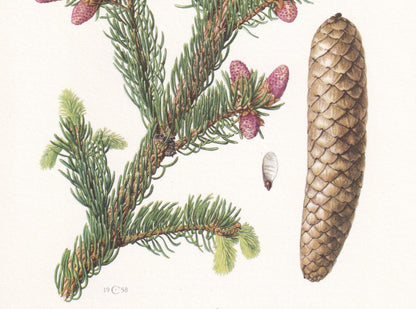 1960 NORWAY SPRUCE Print - Botanical Print - Tree Illustration - Tree Wall Art - Vintage Tree Print - 7.5 x 10.6 Inches
