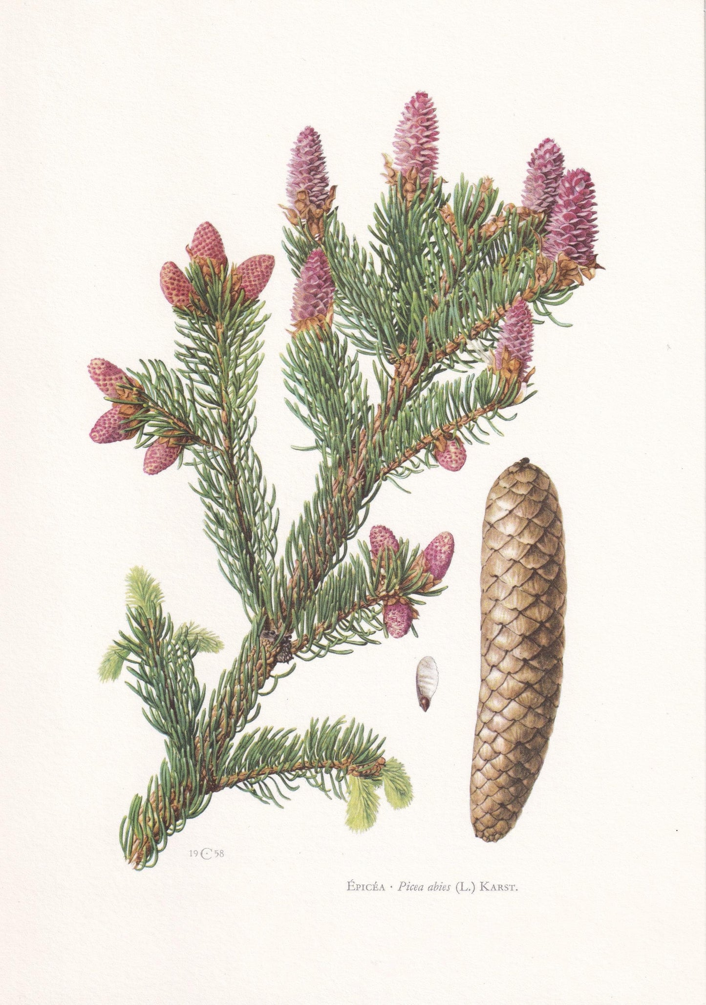 1960 NORWAY SPRUCE Print - Botanical Print - Tree Illustration - Tree Wall Art - Vintage Tree Print - 7.5 x 10.6 Inches