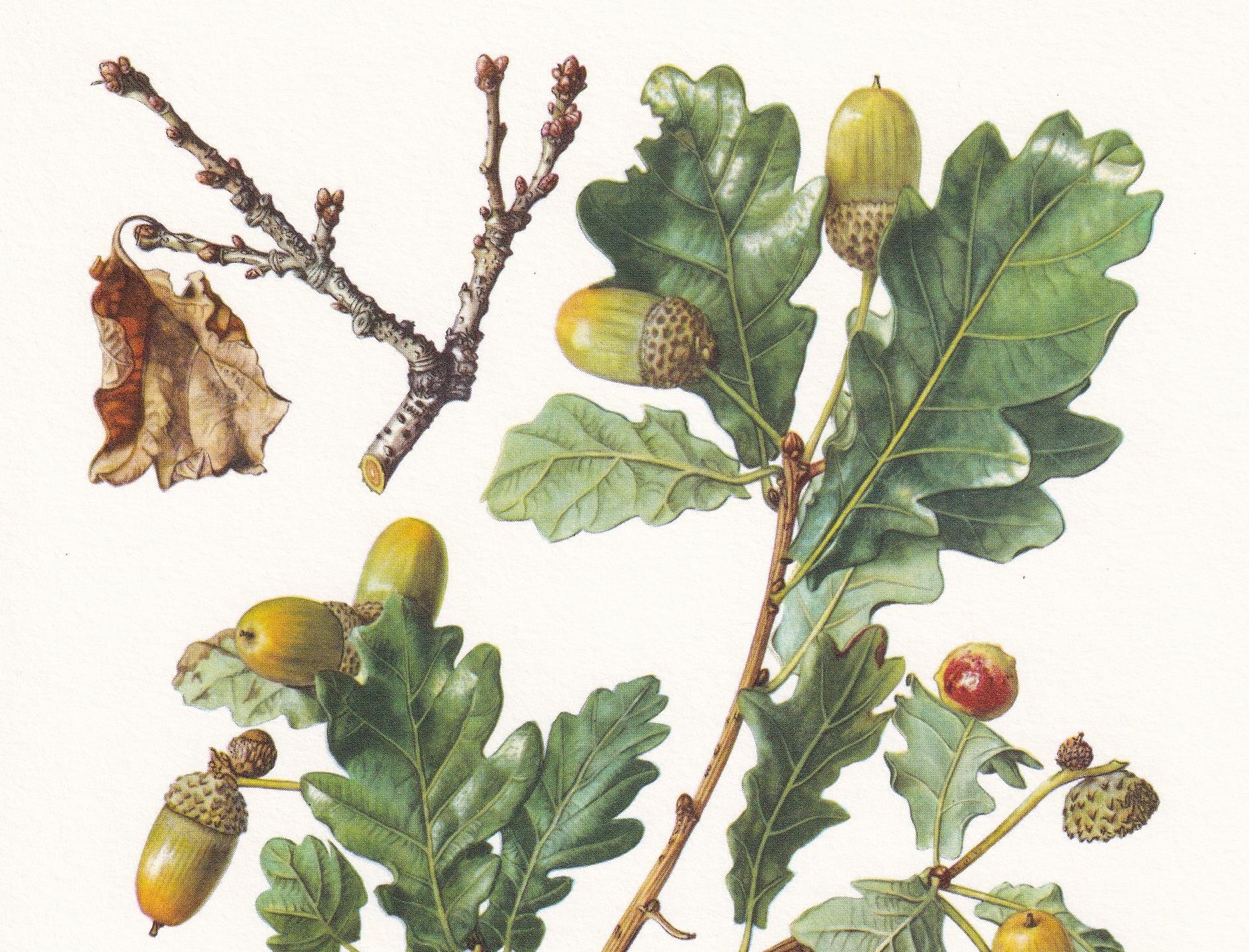 1960 ENGLISH OAK Print - Botanical Print - Tree Illustration - Tree Wall Art - Vintage Tree Print - 7.5 x 10.6 Inches