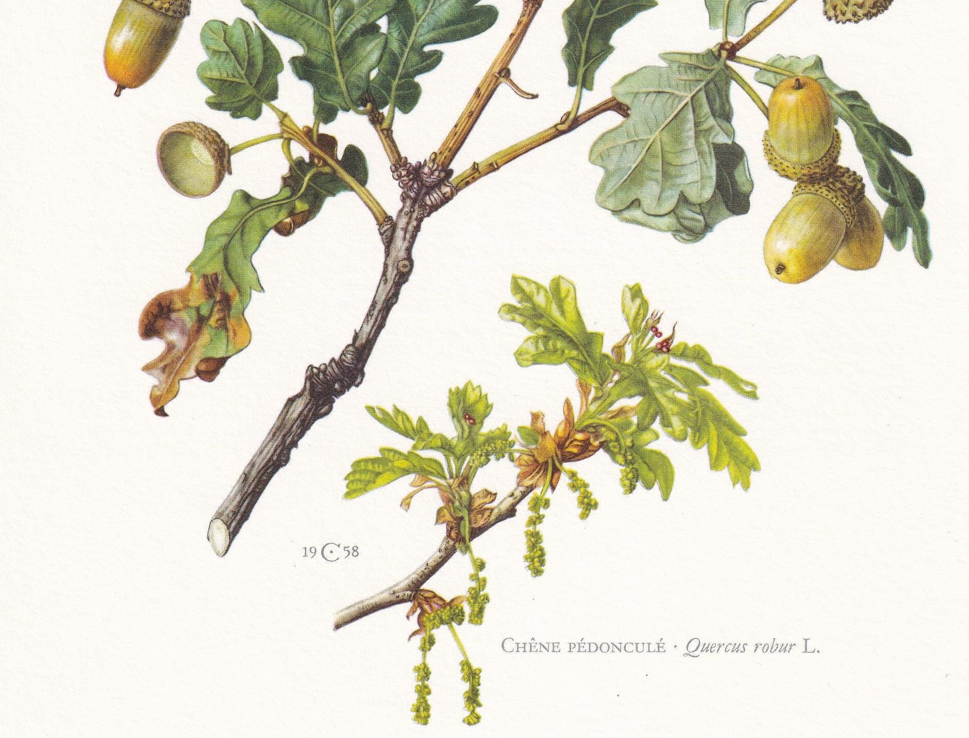 1960 ENGLISH OAK Print - Botanical Print - Tree Illustration - Tree Wall Art - Vintage Tree Print - 7.5 x 10.6 Inches