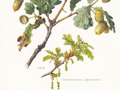 1960 ENGLISH OAK Print - Botanical Print - Tree Illustration - Tree Wall Art - Vintage Tree Print - 7.5 x 10.6 Inches